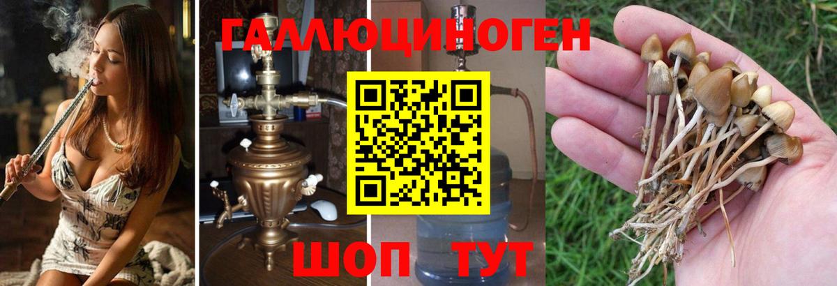 Оренбург  Галлюциногенные грибы MAGIC MUSHROOMS  Вход с VPN 